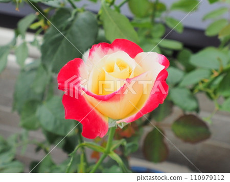 Hybrid rose: Double Delight Hybrid rose: Double Delight 110979112