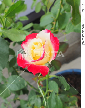 Hybrid rose: Double Delight 110979114