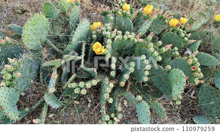 Blooming cactus with bright yellow flowers and sharp spines 110979259