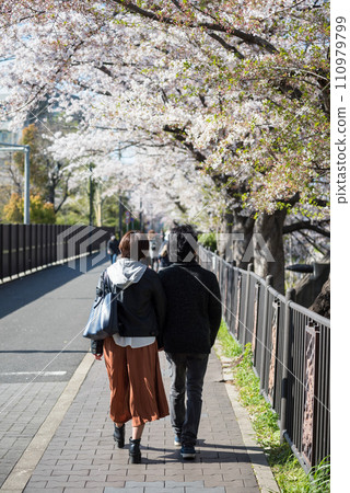 Japanese couple walk and enjoy sakura cherry blossom, Nagoya Japanese couple walk and enjoy sakura cherry blossom, Nagoya 110979799