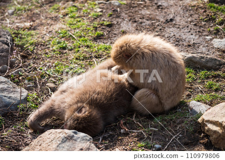 Snow monkey Japanese Macaque groom and find tick at Jigokudani Snow monkey Japanese Macaque groom and find tick at Jigokudani 110979806