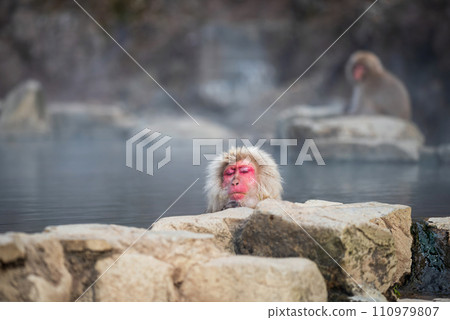 Japanese Snow monkey bath and nap on hot spring at Jigokudani Japanese Snow monkey bath and nap on hot spring at Jigokudani 110979807