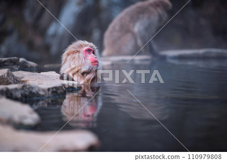 Japanese Snow monkey Macaque bath and relax on hot spring onsen Japanese Snow monkey Macaque bath and relax on hot spring onsen 110979808