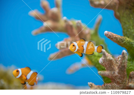 Young orange clownfish swim by coral reef at Suphan aquarium Young orange clownfish swim by coral reef at Suphan aquarium 110979827