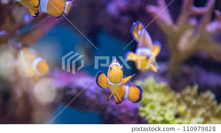 Closeup clownfish swim by coral reef at Bueng Chawak aquarium Closeup clownfish swim by coral reef at Bueng Chawak aquarium 110979828
