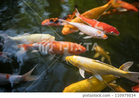 Colorful carp koi fish swimming in the pond 110979834