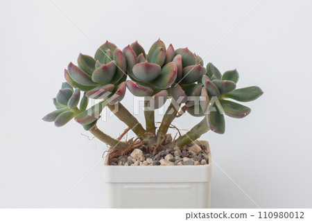 Succulent Echeveria Pilosa X Lauii houseplant in pot on white background Succulent Echeveria Pilosa X Lauii houseplant in pot on white background 110980012