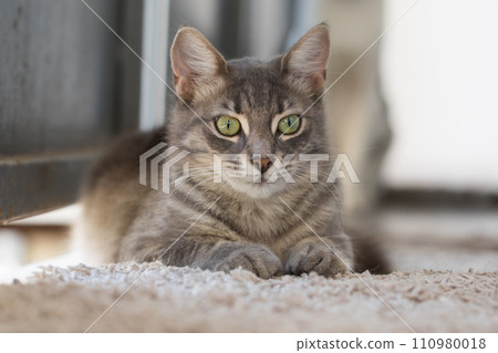 Fluffy cat pet indoor portrait Fluffy cat pet indoor portrait 110980018