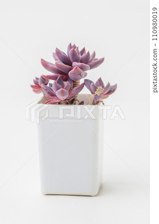 Succulent Echeveria Sugar Jelly flower in white plastic pot on white background Succulent Echeveria Sugar Jelly flower in white plastic pot on white background 110980019