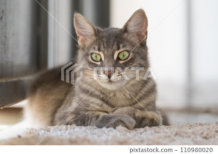 Cute cat pet indoor portrait 110980020