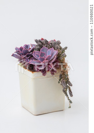 Echeveria Shaviana Pink Frills with sedum on white background 110980021
