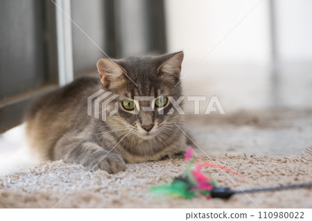 Gray hunting playing Cat with feather yarn wand toy indoor 110980022