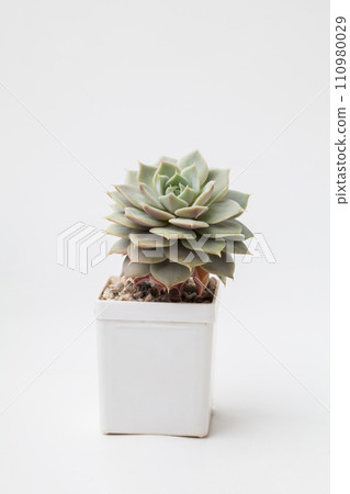 Natural Echeveria Ruzz houseplant in white plastic pot on white background Natural Echeveria Ruzz houseplant in white plastic pot on white background 110980029