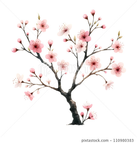 sakura tree isolated on white background 110980383
