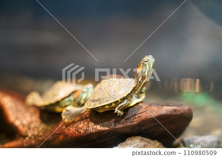 烏龜在石頭上曬殼 110980509