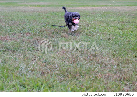 Pet poodle happily chewing ball and playing on grass 110980699