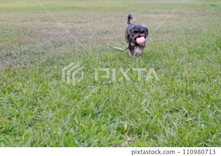 Pet poodle happily chewing ball and playing on grass 110980713