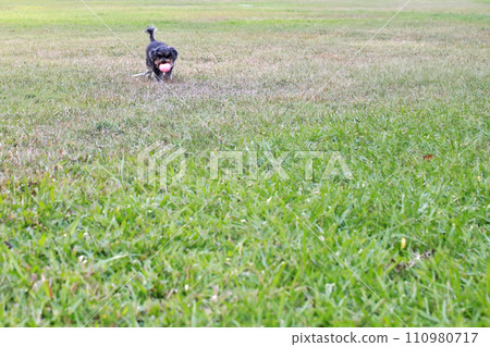 Pet poodle happily chewing ball and playing on grass Pet poodle happily chewing ball and playing on grass 110980717