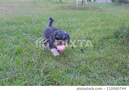 Pet poodle happily chewing ball and playing on grass Pet poodle happily chewing ball and playing on grass 110980744