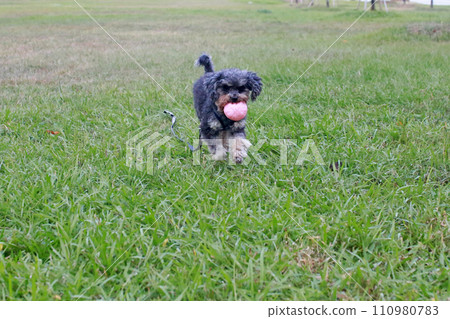 Pet poodle happily chewing ball and playing on grass Pet poodle happily chewing ball and playing on grass 110980783