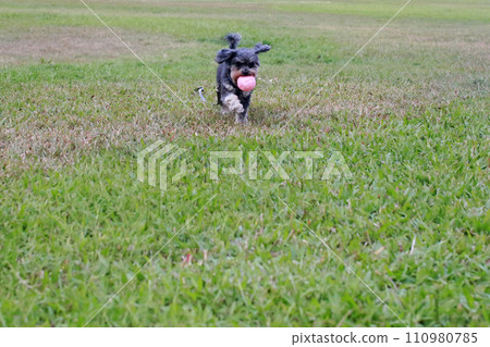 Pet poodle happily chewing ball and playing on grass Pet poodle happily chewing ball and playing on grass 110980785