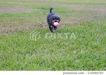 Pet poodle happily chewing ball and playing on grass Pet poodle happily chewing ball and playing on grass 110980787