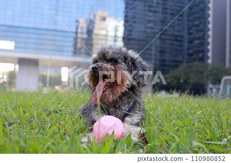 Cute poodle protecting toy ball after getting tired of playing 110980852