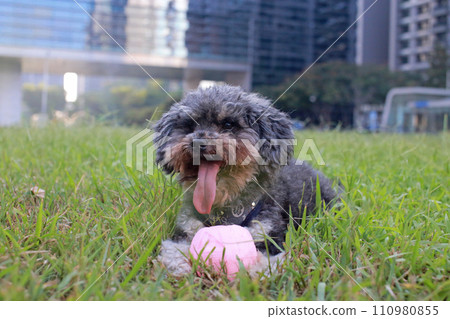 玩累了還保護著玩具球的可愛貴賓狗 110980855