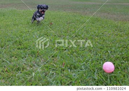 Cute poodle chasing a toy ball 110981024