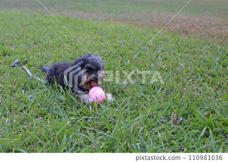 玩累了還保護著玩具球的可愛貴賓狗 110981036