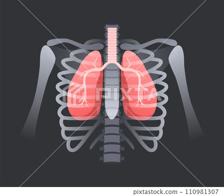 Lung in human rib cage. Respiratory system anatomy, lungs with trachea inside bony structure. Pulmonary xray vector illustration Lung in human rib cage. Respiratory system anatomy, lungs with trachea inside bony structure. Pulmonary xray vector illustration 110981307