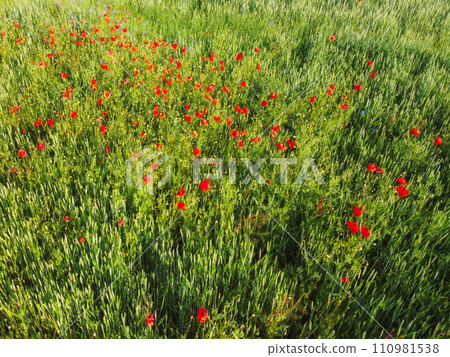 Red poppies on a wheat field on a sunny day, aerial view. Background. Red poppies on a wheat field on a sunny day, aerial view. Background. 110981538