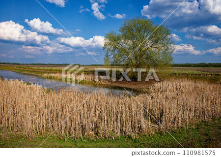 A lush tree stands beside a pond, surrounded by dry reeds under a sky dotted with fluffy clouds. A lush tree stands beside a pond, surrounded by dry reeds under a sky dotted with fluffy clouds. 110981575