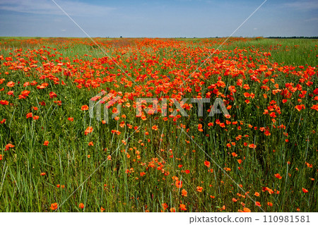 Red poppy flowers fill the frame, with a clear sky backdrop. 110981581
