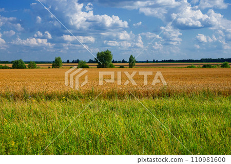 The image captures a vast field with green grass transitioning to golden crops under a blue sky with fluffy clouds. The image captures a vast field with green grass transitioning to golden crops under a blue sky with fluffy clouds. 110981600