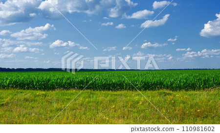 A green cornfield under a blue sky with white clouds. A green cornfield under a blue sky with white clouds. 110981602