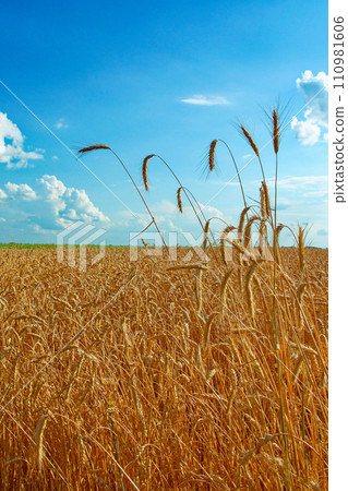 Golden wheat ears standing tall against a bright blue sky. Golden wheat ears standing tall against a bright blue sky. 110981606
