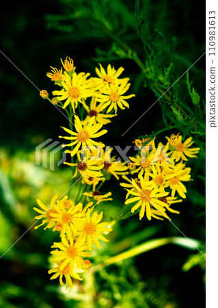 The image features a cluster of vibrant yellow flowers with slender petals and a darker center, set against lush green foliage. 110981613