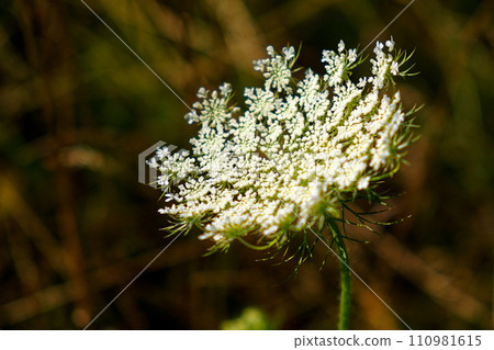 A close-up of a white flower with a blurred brown background. 110981615