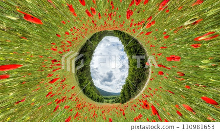Poppy field panorama. Large Field with red poppies and green grass. 360 little planet panorama. Field of Red poppies on sunset. Agronomy, industry and food production. Papaver sp. Poppy field panorama. Large Field with red poppies and green grass. 360 little planet panorama. Field of Red poppies on sunset. Agronomy, industry and food production. Papaver sp. 110981653