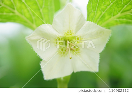 花園裡盛開的酸漿花 花園裡盛開的酸漿花 110982312