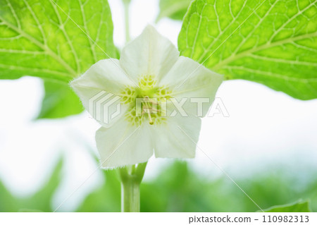 花園裡盛開的酸漿花 花園裡盛開的酸漿花 110982313