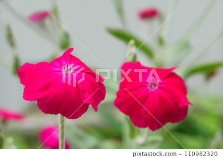 花園裡盛開的玫瑰野花 花園裡盛開的玫瑰野花 110982320