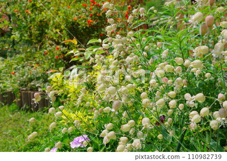 Garden image Silene vulgaris Garden image Silene vulgaris 110982739