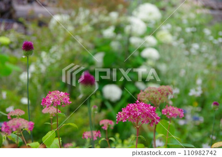 花園形象粉紅安娜貝爾 110982742