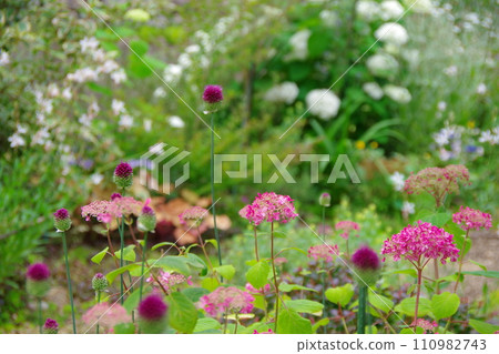 Garden image: pink Annabelle and Japanese tancho allium Garden image: pink Annabelle and Japanese tancho allium 110982743