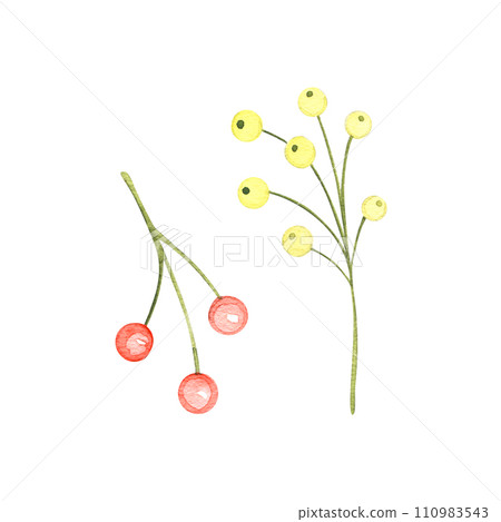 Red and yellow berries, hand drawn in a watercolor on a white background, for your card and work, hand drawn in a pastel 110983543