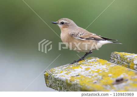 Northern wheatear (Oenanthe oenanthe) 110983969
