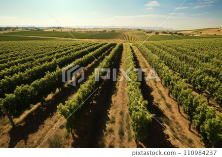 Green field with rows of vines for harvesting. Ripe grapes for the production of fine wines. Green field with rows of vines for harvesting. Ripe grapes for the production of fine wines. 110984237