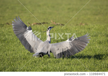 Grey heron (Ardea cinerea) with spreaded wings Grey heron (Ardea cinerea) with spreaded wings 110984471